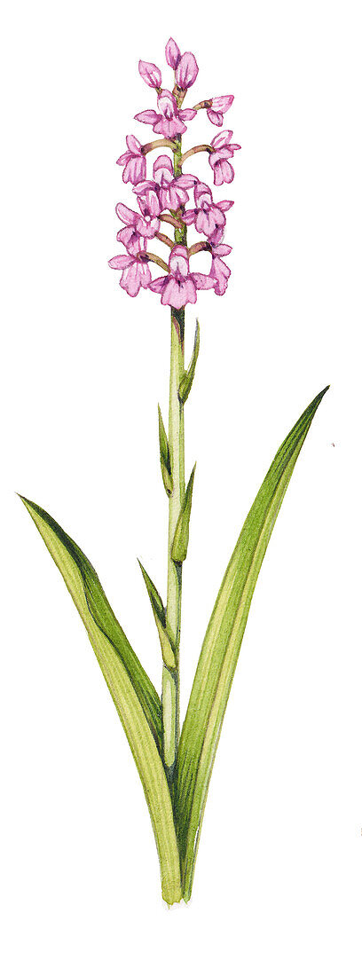 Fragrant orchid (Gymnadenia conopsea) flowers, illustration