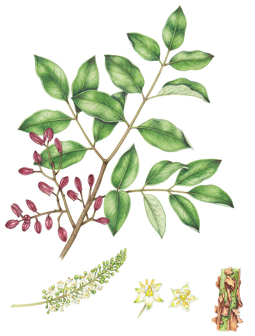 Gumbo-limbo (Bursera simaruba) tree foliage, illustration