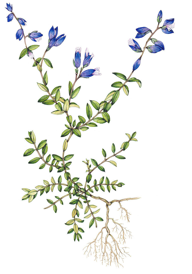Heath milkwort (Polygala serpyllifolia), illustration