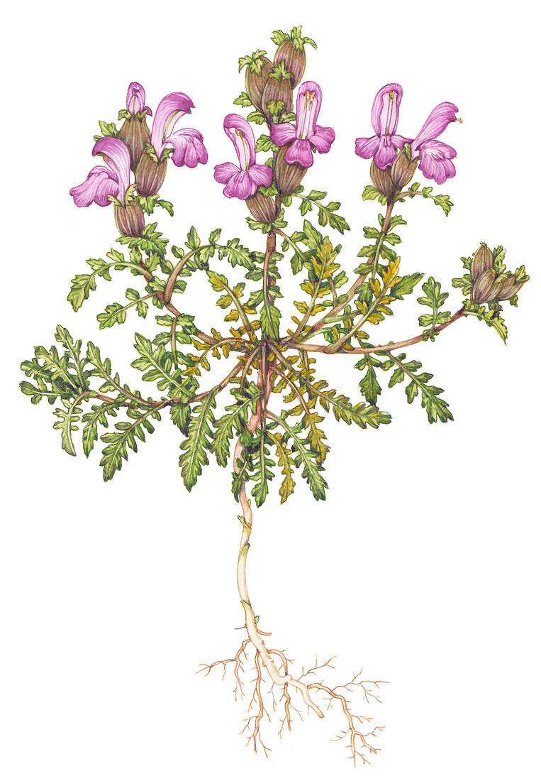 Common lousewort (Pedicularis sylvatica), illustration