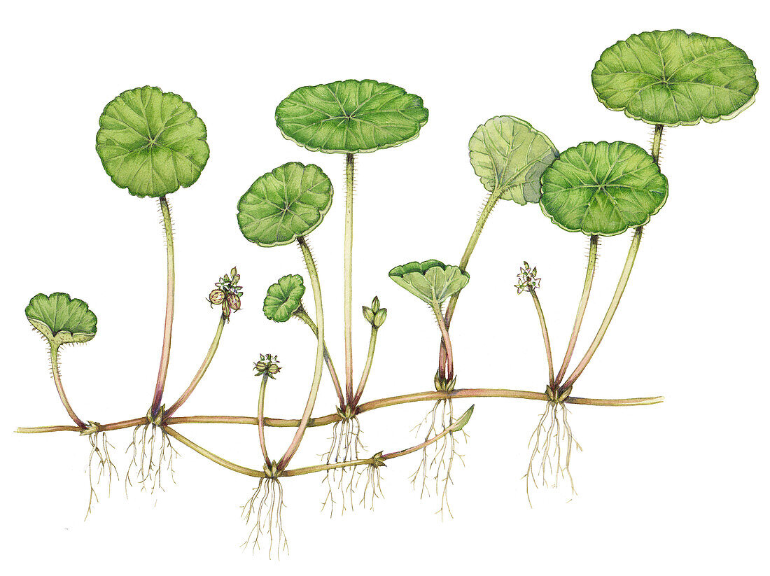 Marsh pennywort (Hydrocotyle vulgaris), illustration