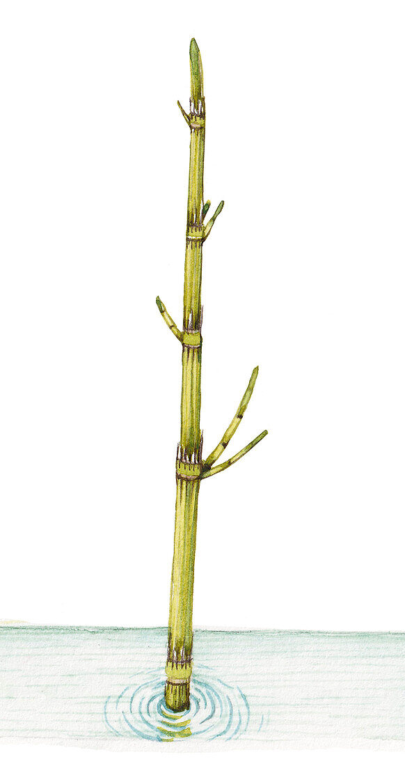 Water horsetail (Equisetum fluviatile), illustration