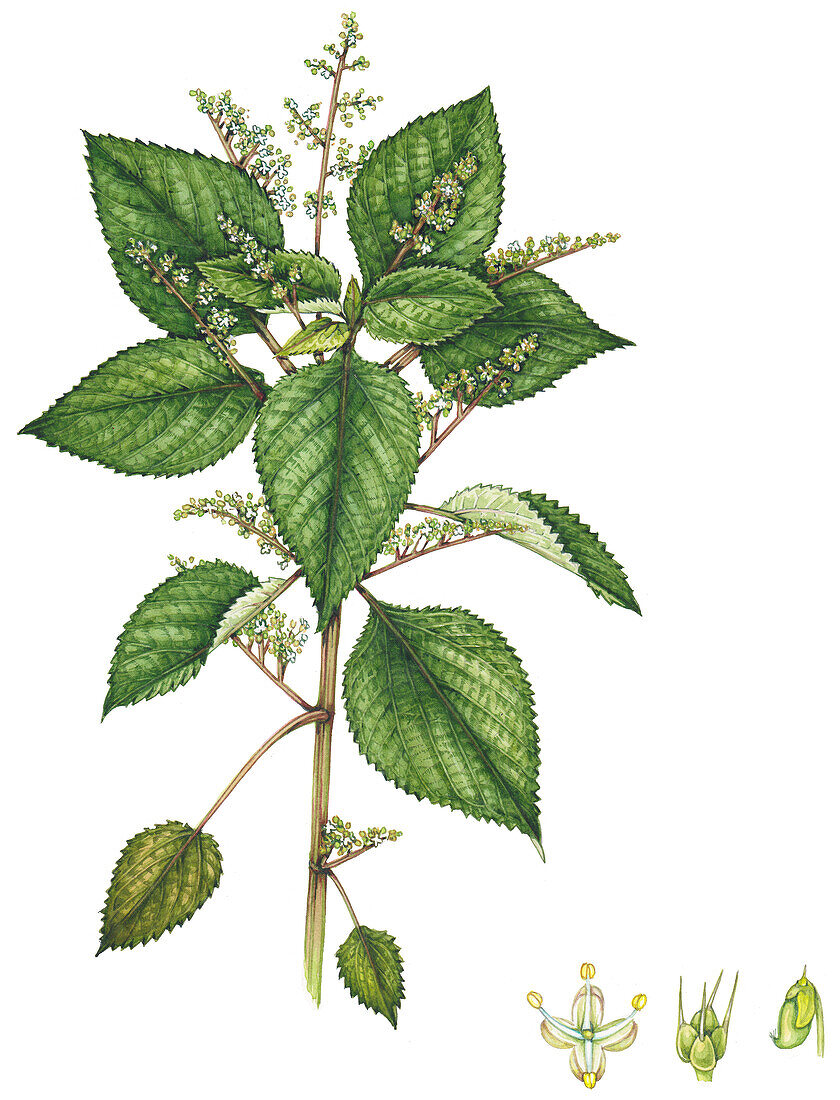West Indian woodnettle (Laportea aestuans), illustration