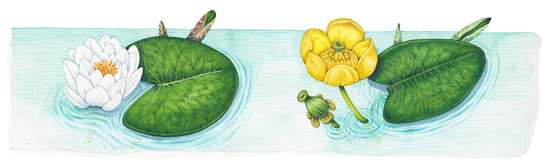 Nymphaea alba and Nuphar luteum flowers, illustration