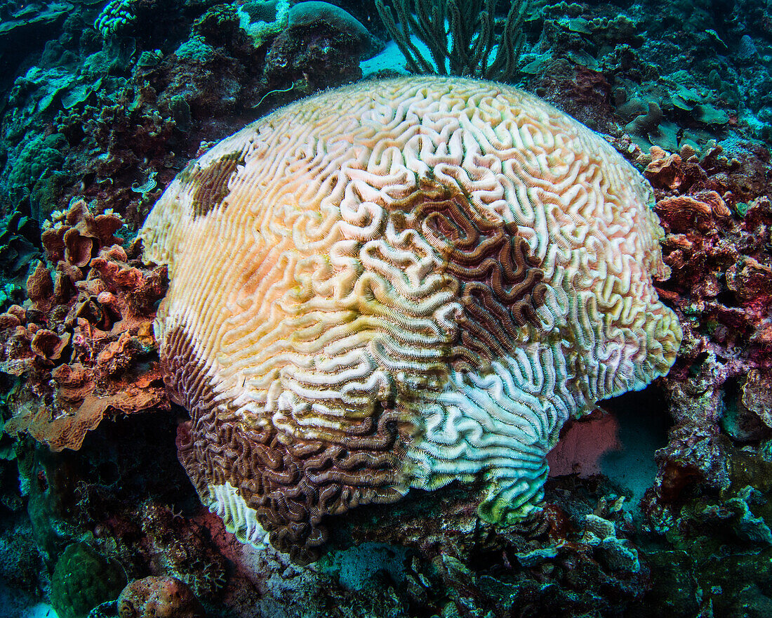 Severe coral bleaching