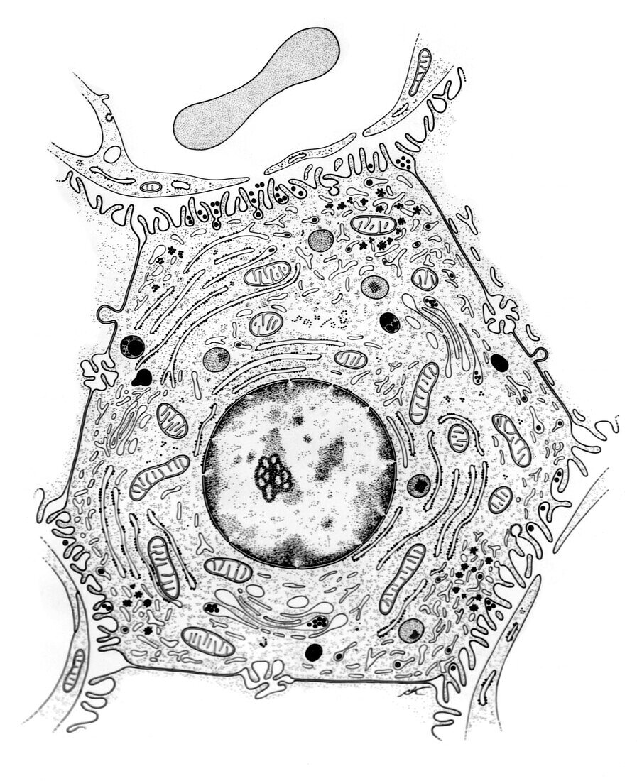 Liver cell, illustration
