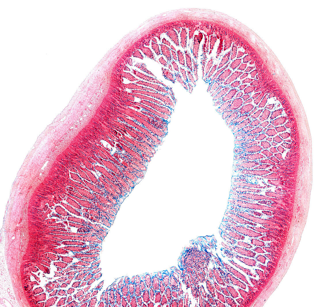 Small intestine goblet cells, light micrograph