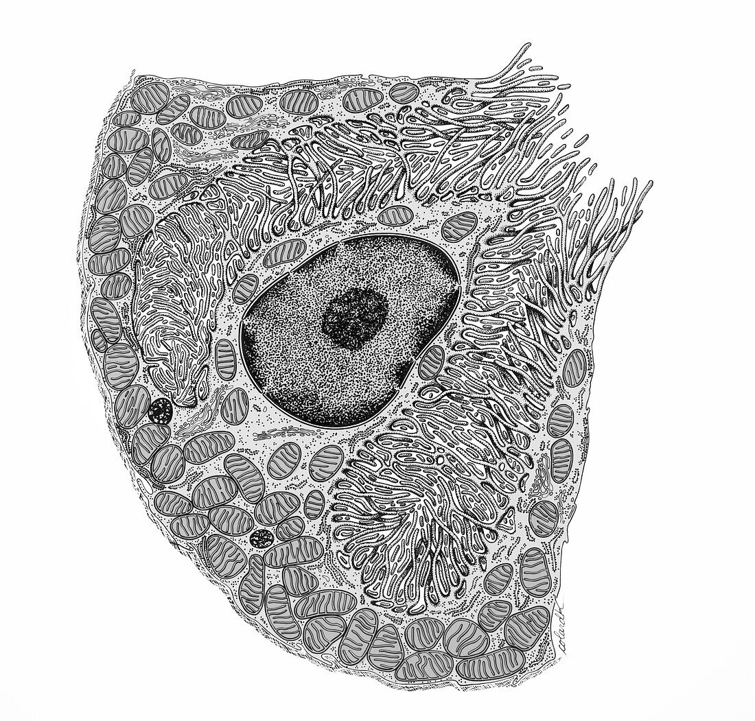 Parietal cell, illustration