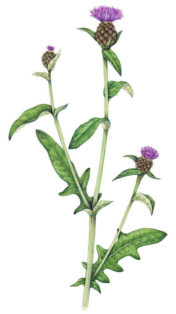 Common knapweed (Centaura nigra), illustration
