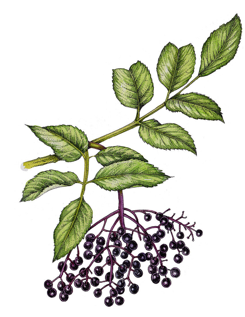 Elder (Sambucus nigra) sprig, illustration