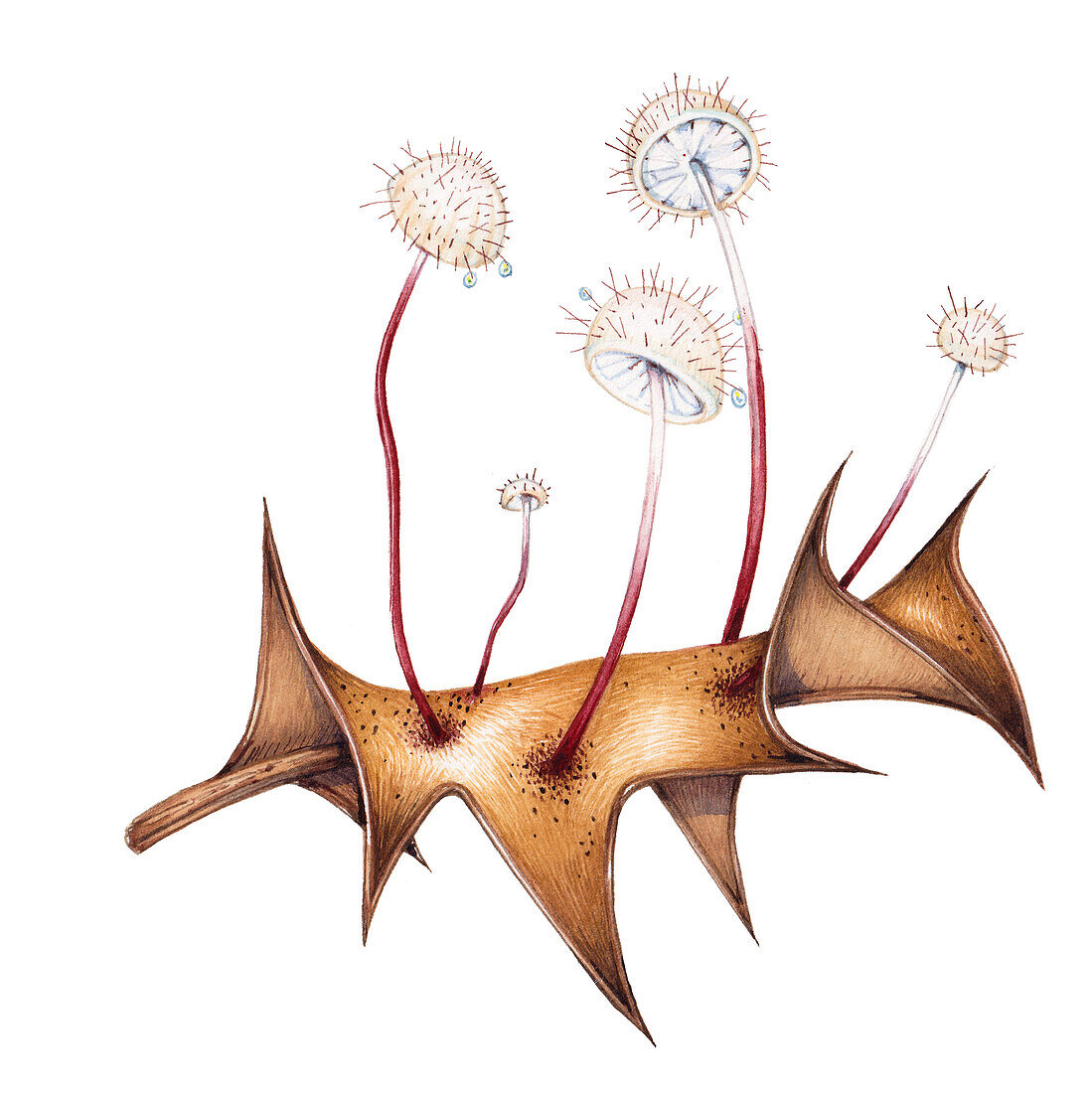 Holly parachute fungus, illustration