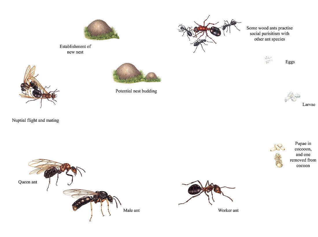 Life cycle of the wood ant, illustration