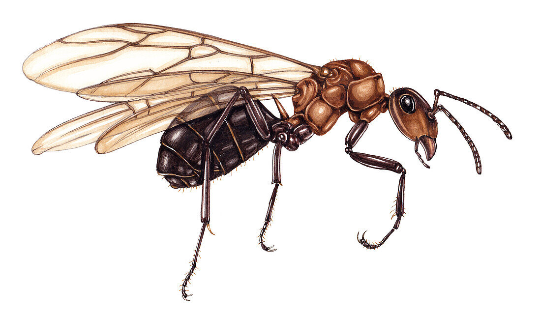 Scottish wood ant queen, illustration