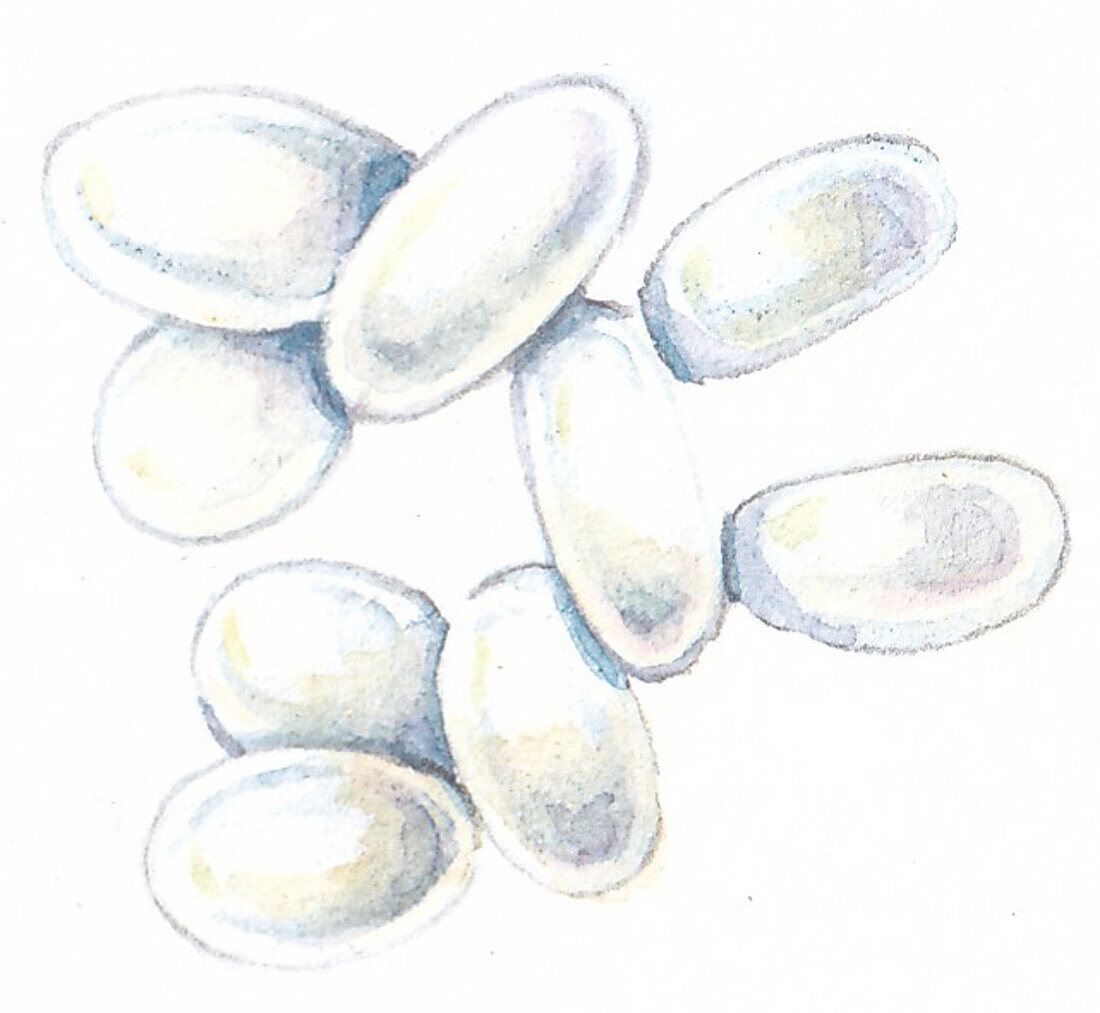 Wood ant eggs, illustration