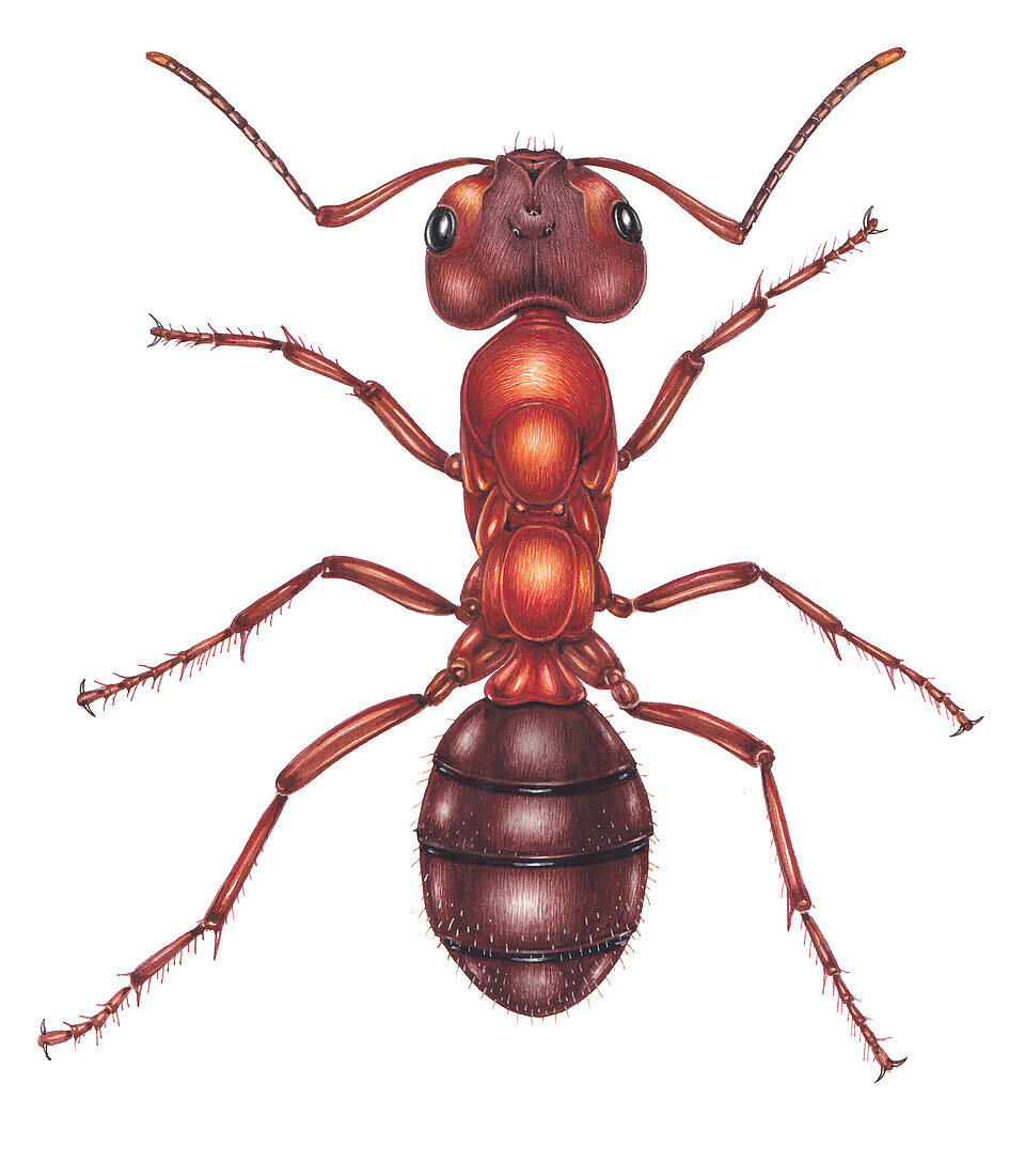 Slave making wood ant, illustration