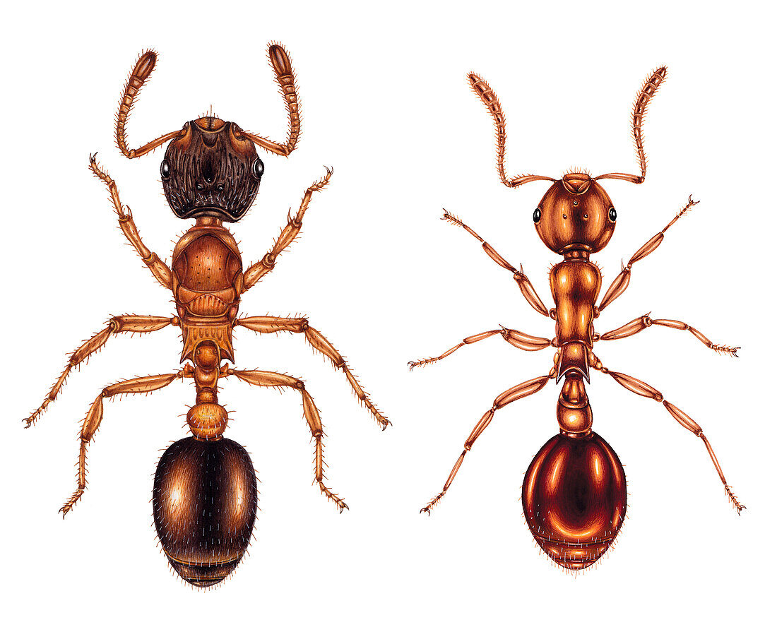 Slender ant and shining guest ant, illustration