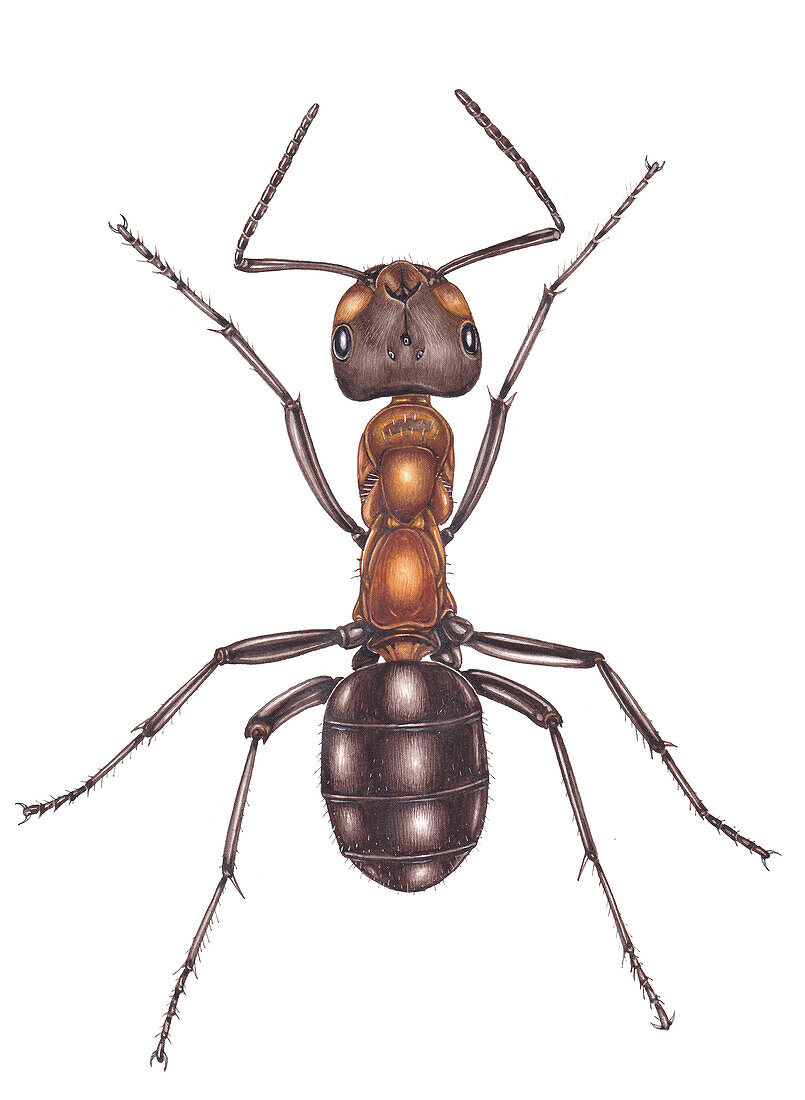 Southern red wood ant, illustration