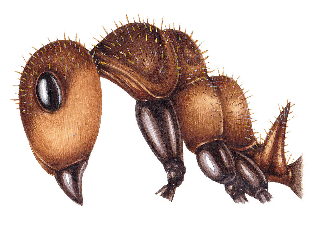 Hairy wood ant, illustration