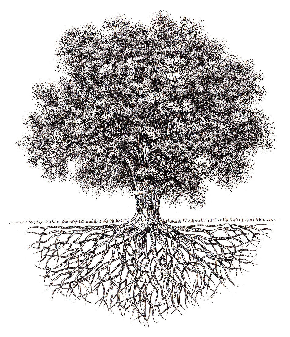 White oak (Quercus alba), illustration