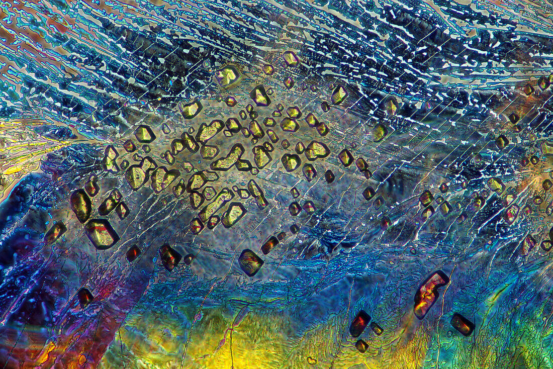Recrystallised erythritol, polarised light micrograph