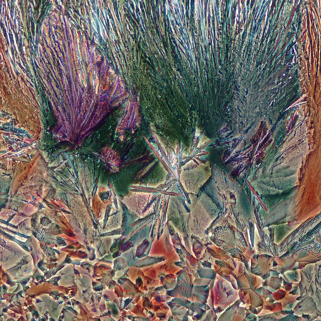 Erythritol, TRIS and hydroquinone crystals, light micrograph
