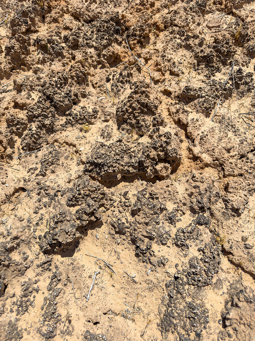 Cryptobiotic soil crust in desert