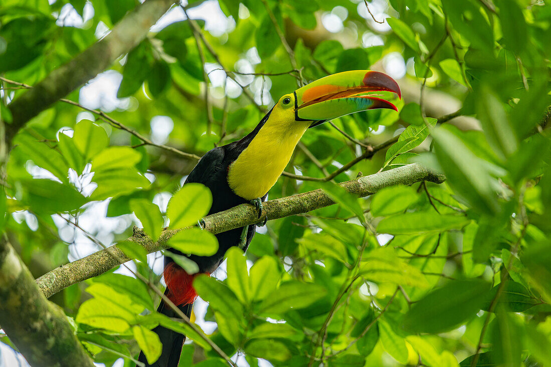 Keel-billed toucan perching in tree