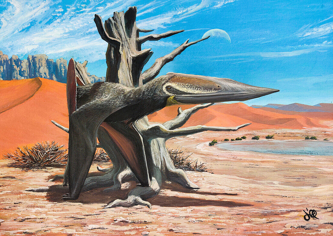 Keresdrakon pterosaur, illustration