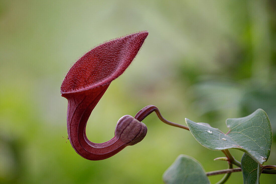 Pipe vine (Aristolochia baetica)