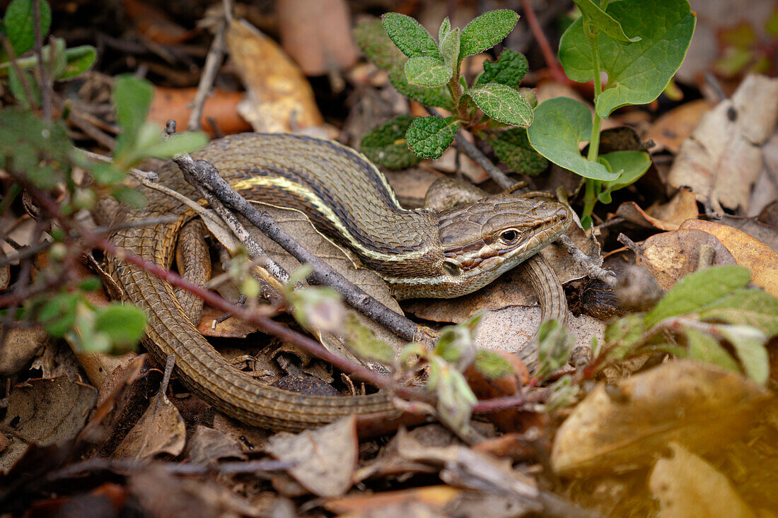 Large psammodromus lizard