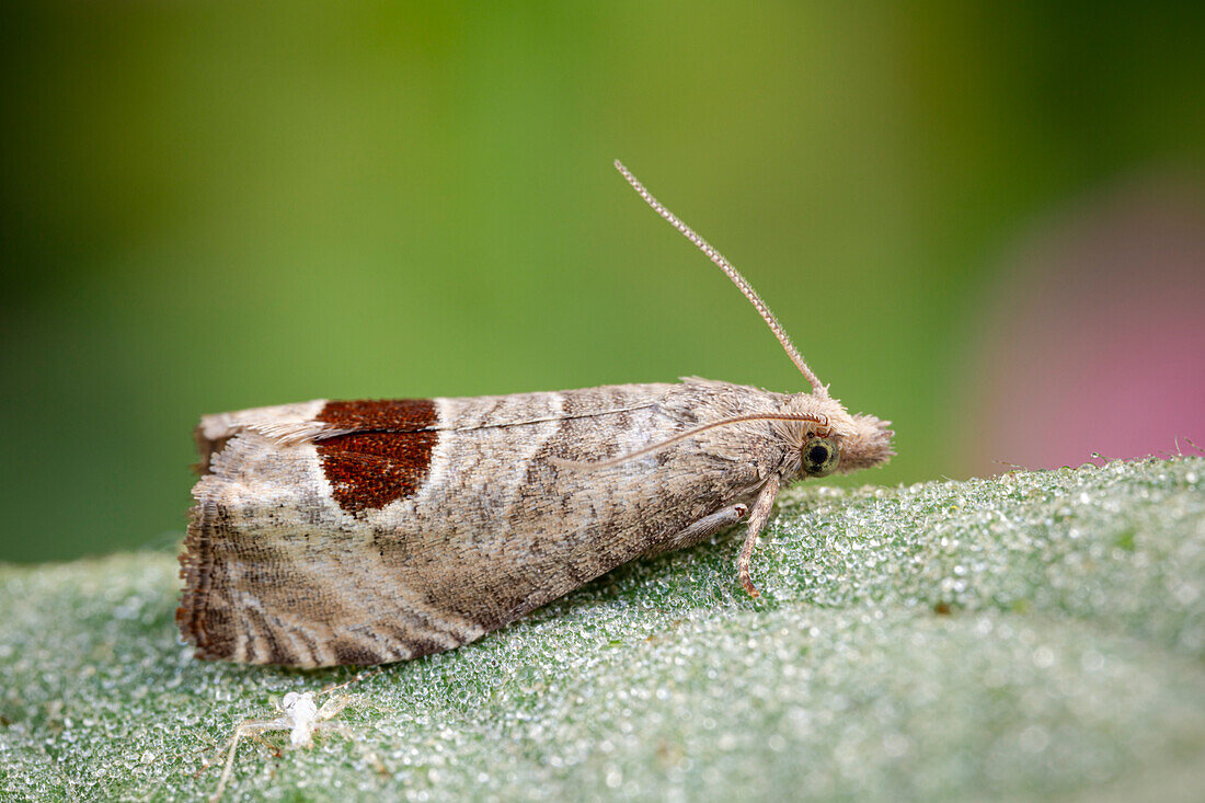Bramble shoot moth
