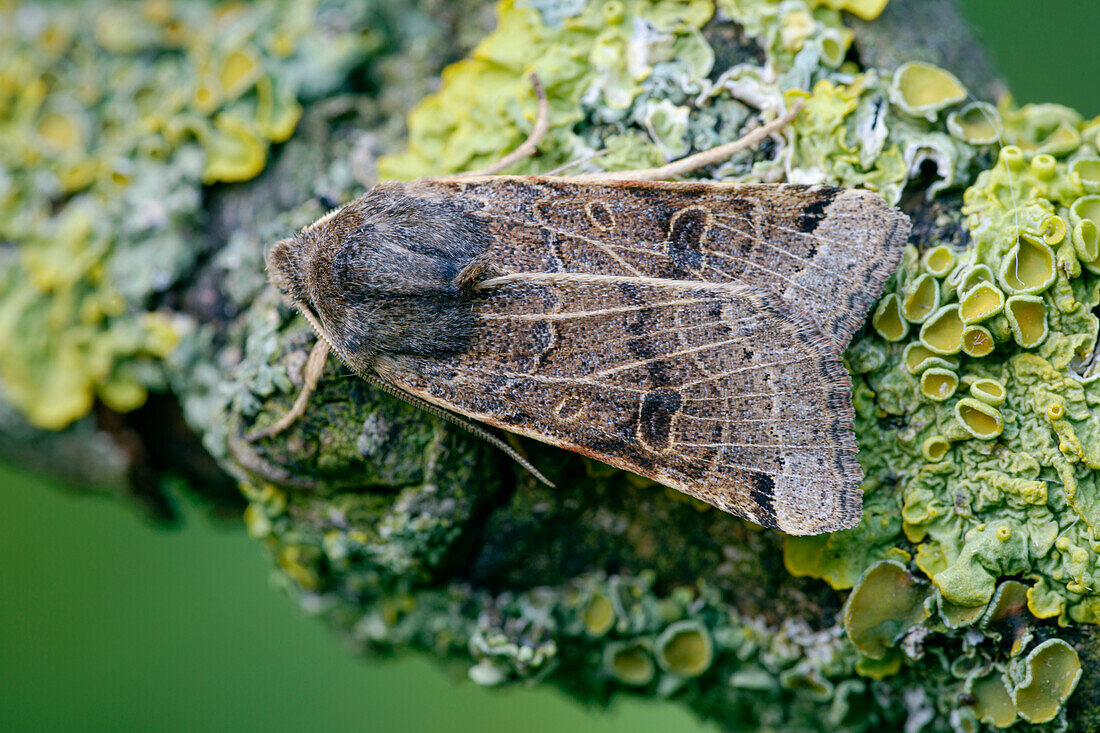 Lunar underwing moth