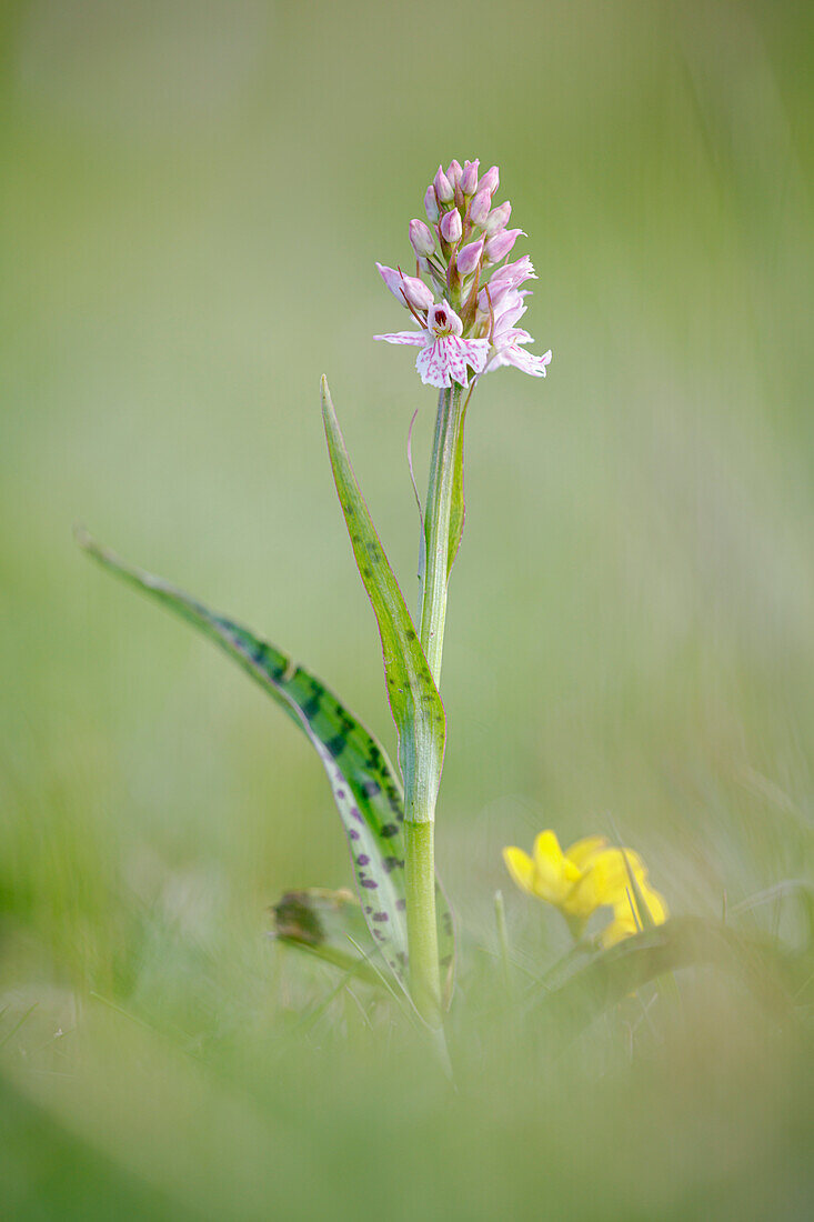 Heath spotted orchid (Dactylorhiza maculata)