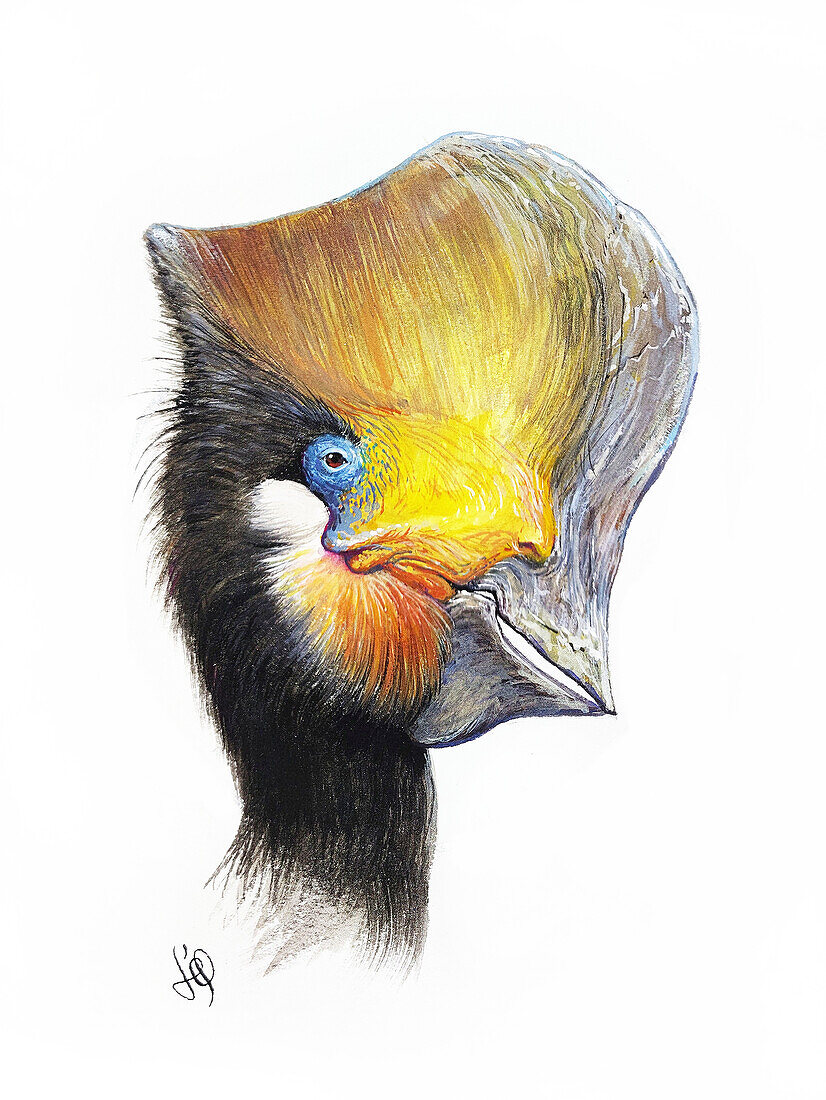 Tapejara pterosaur, illustration