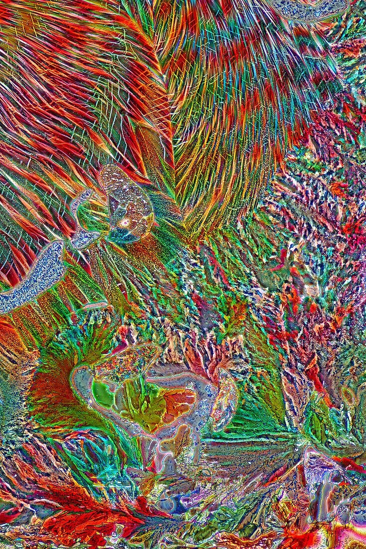 Sulphur and erythritol crystals, light micrograph