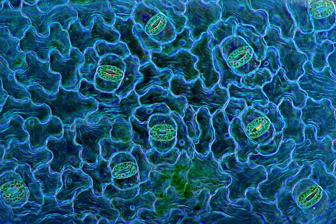 Stomata in spath leaf epidermis, light micrograph