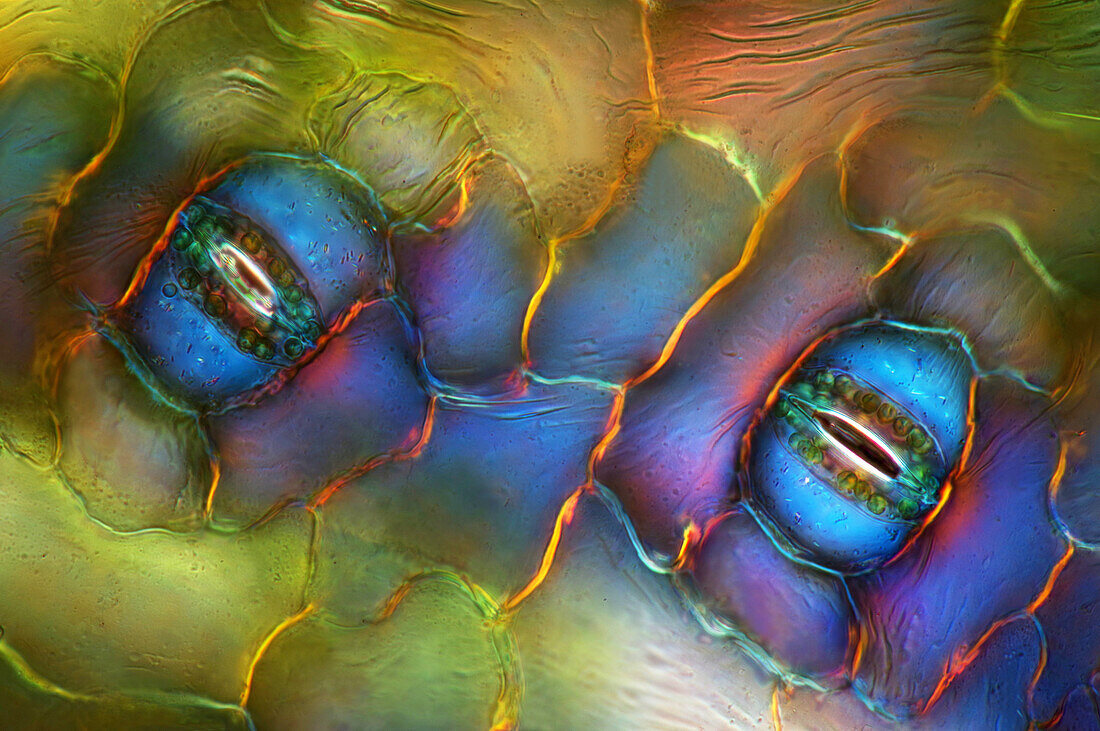 Stomata in spath leaf epidermis, light micrograph
