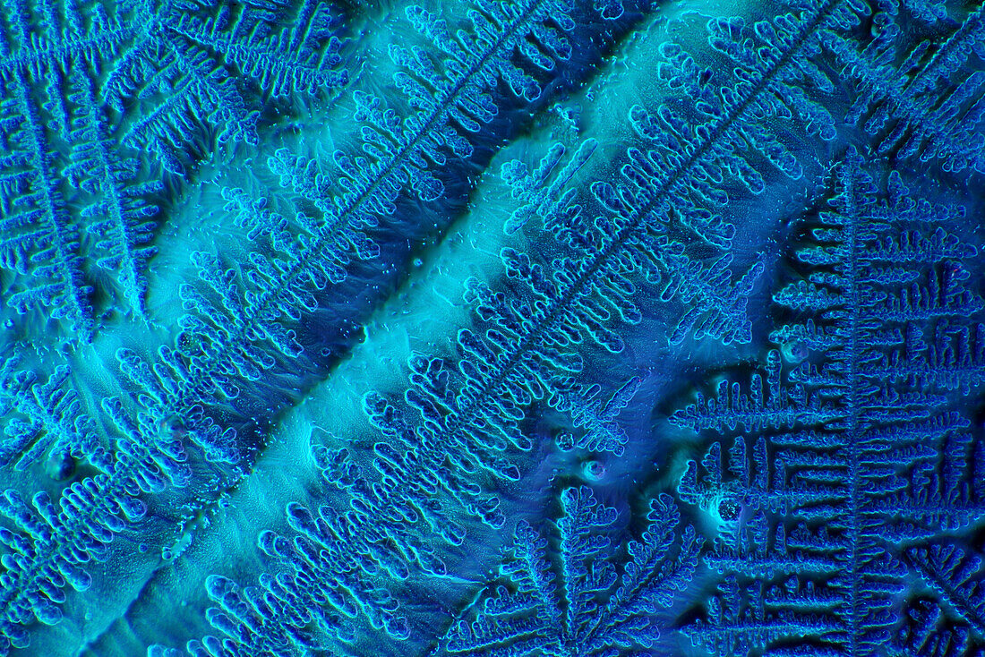 Recrystallized soy sauce, light micrograph