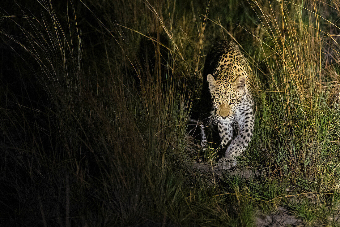 Leopard walking at night