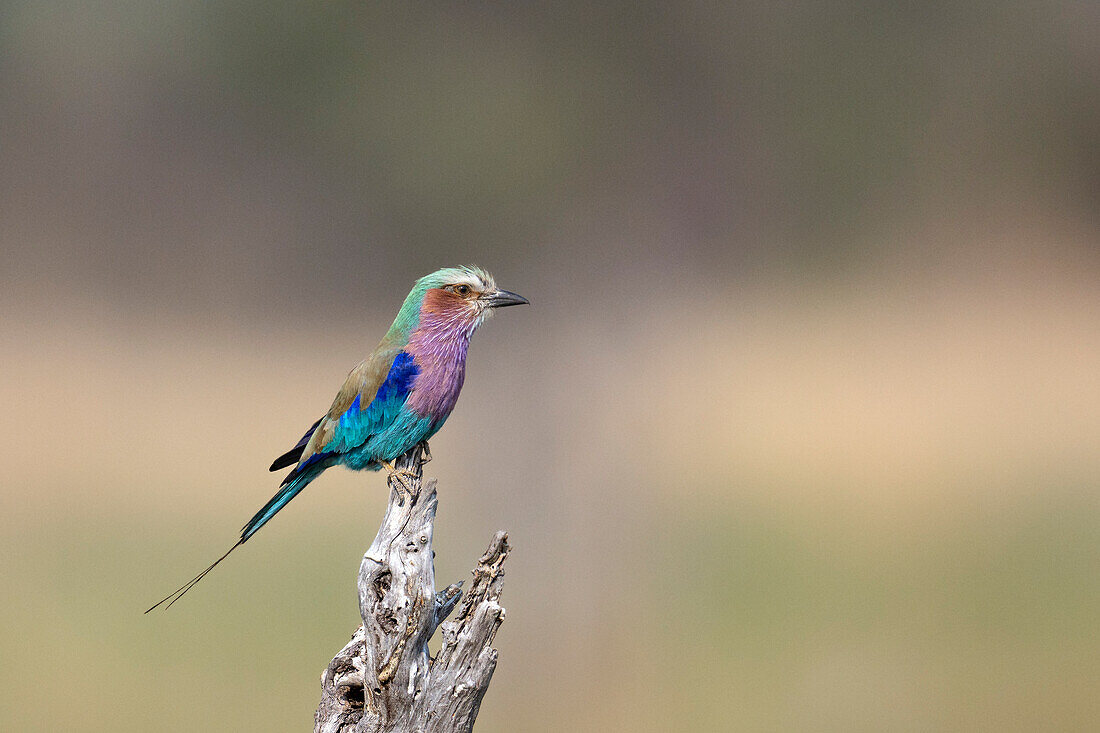 Lilac-breasted roller perching on stump