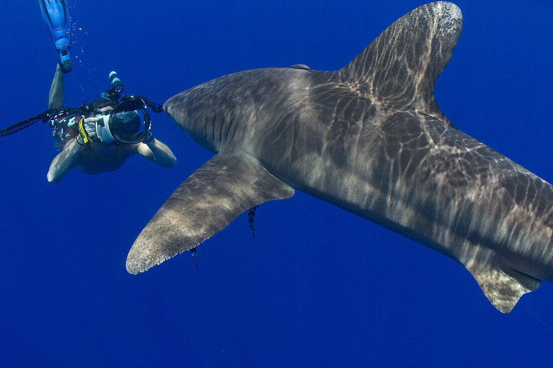 Diver and oceanic whitetip shark