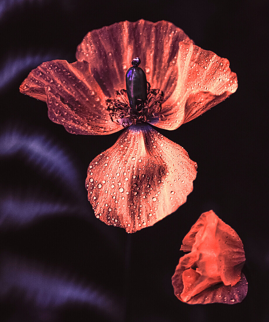 Welsh poppy (Papaver cambricum) flowers