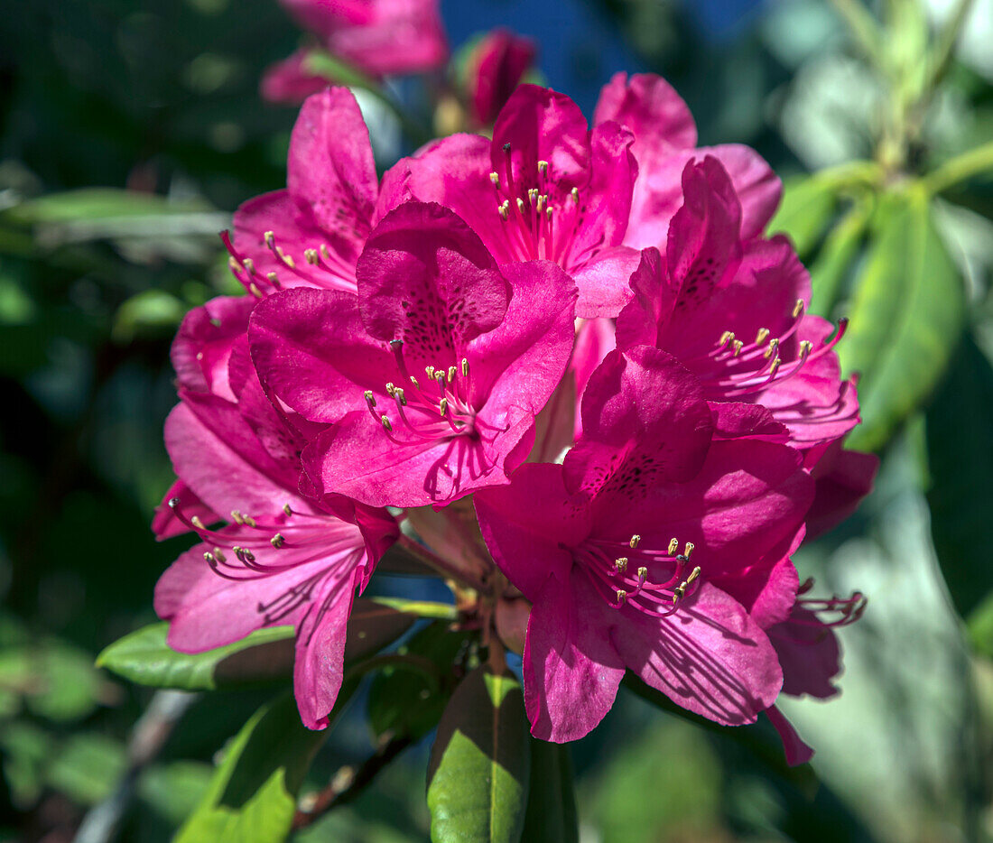 Rhododendron 'America' flowers