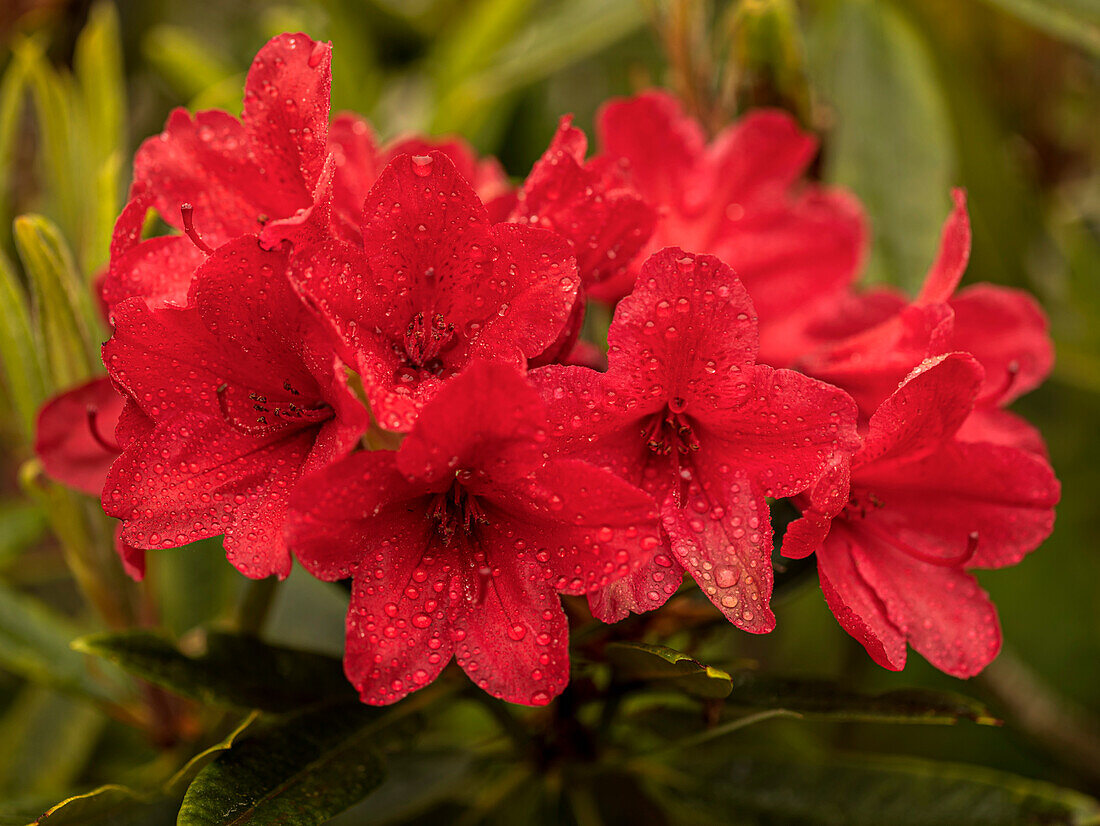 Rhododendron 'Vulcan' flowers