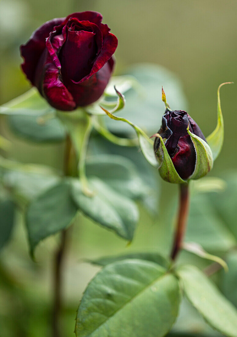 Rose (Rosa 'Black Baccara') flowers