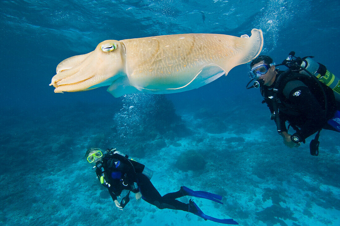 Divers and common cuttlefish
