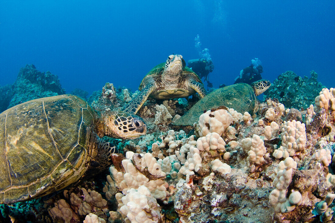 Divers among green sea turtles