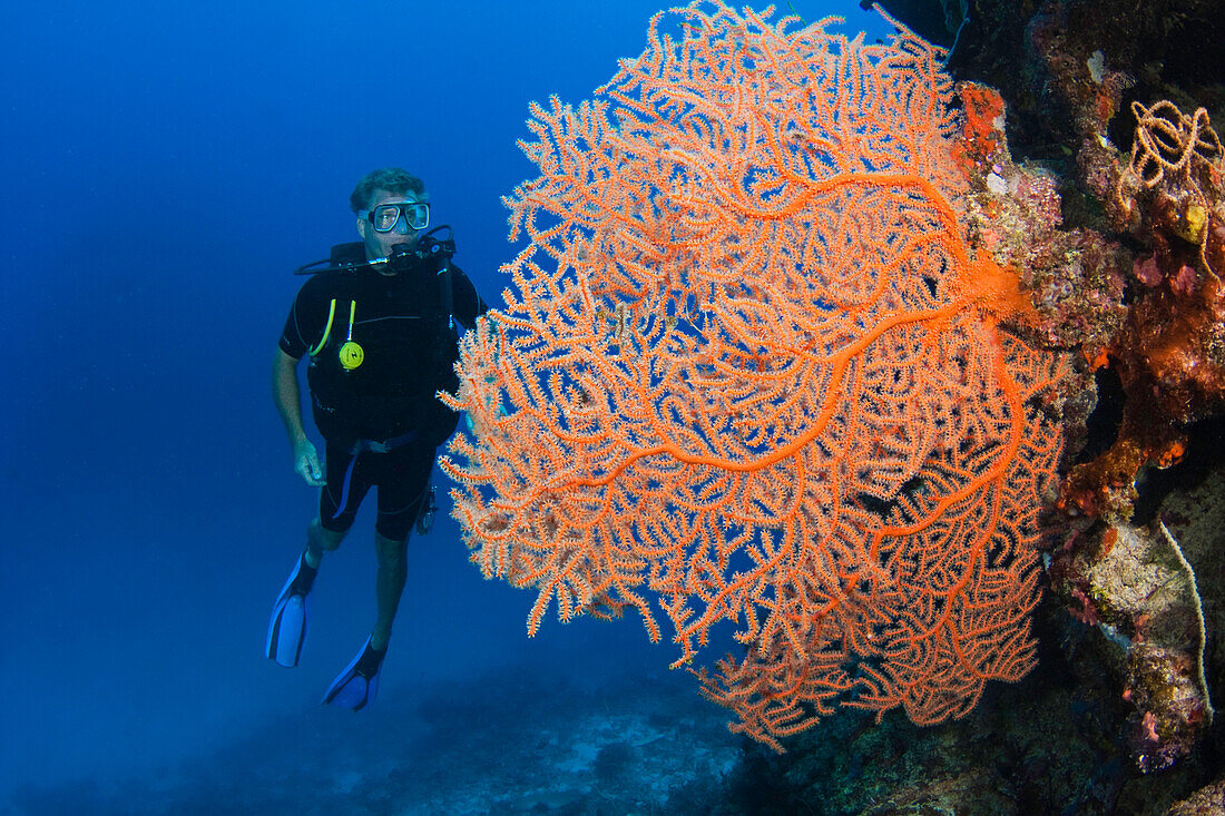 Diver and gorgonian coral