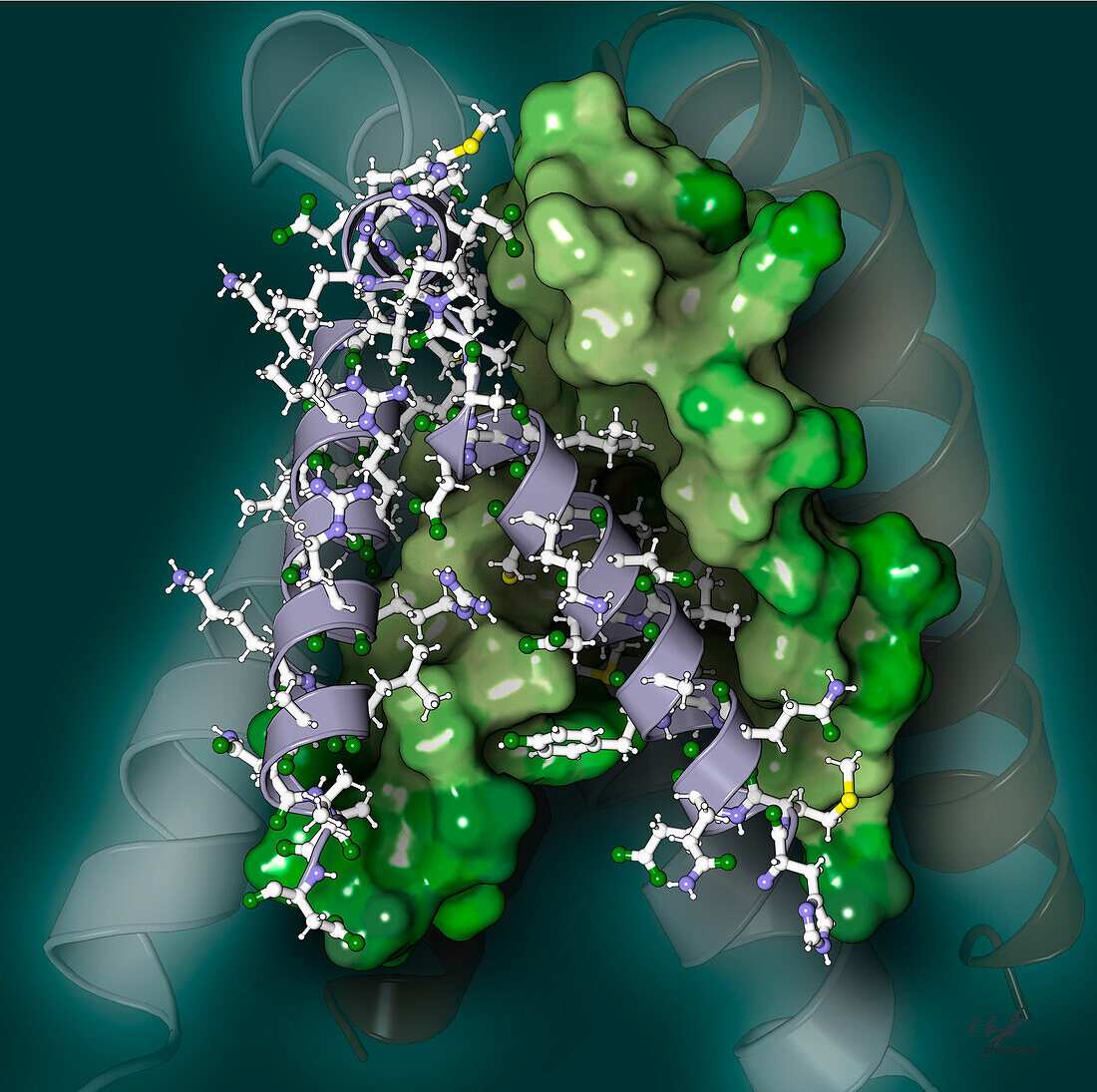 BLM DNA helicase, illustration