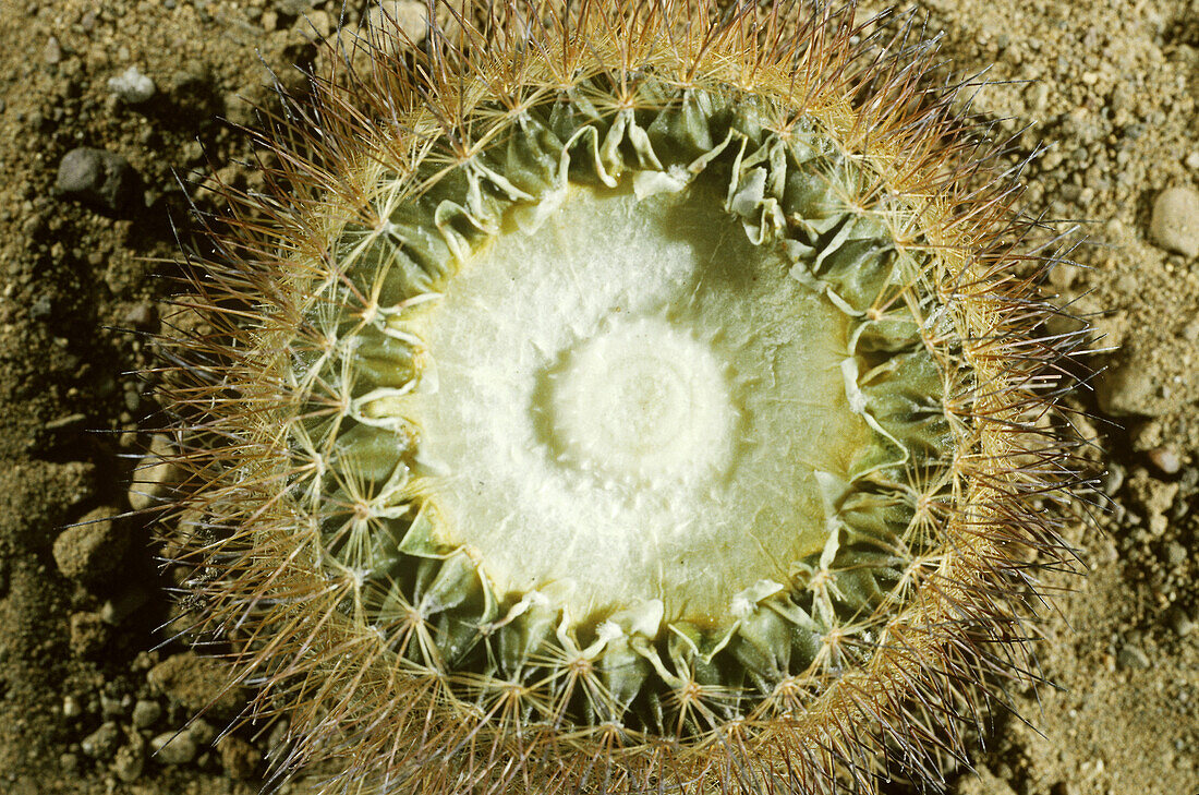 Cross-section of a dehydrated cactus
